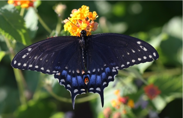 Black Butterfly Meaning: Symbolism and Significance Explained