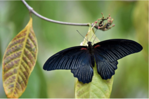 black butterfly meaning