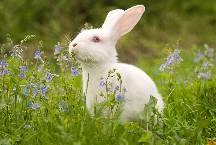 What IS Bunny Spiritual Meaning 2024