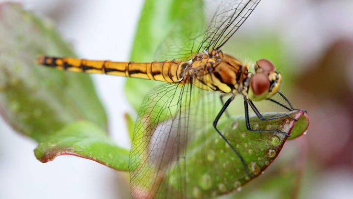 Dragonfly Meaning – Intro, Overview and Spiritual Meaning