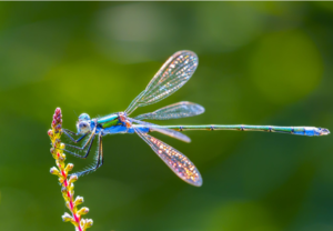 dragonfly meaning